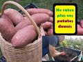 Ne ratez plus vos patates douces