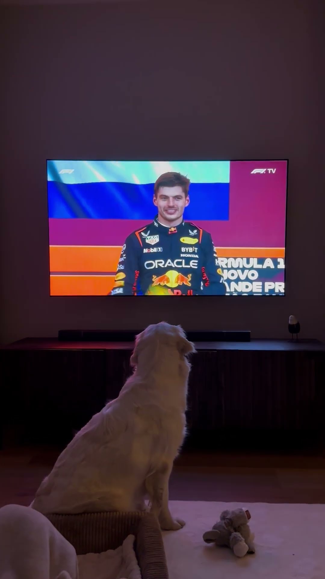 Golden Retriever Barks and Wags Tail to Dutch National Anthem on TV