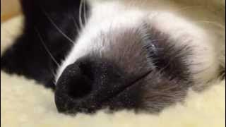 Nyo Nyo is snoring..