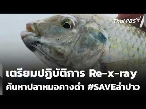 Preparing for a Re-x-ray operation to search for the black-chinned tilapia #SAVELampao | Evening ...