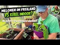 Melonen anbauen: Freiland vs. Kübel – wer gewinnt?