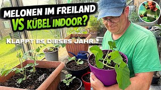 Melonen anbauen: Freiland vs. Kübel – wer gewinnt?