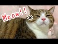 飼い主に向かって文句を言い続ける猫。【いつもと違う鳴き方】vol.312