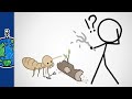 Digesting Wood: Termite Adaptations and Microbes