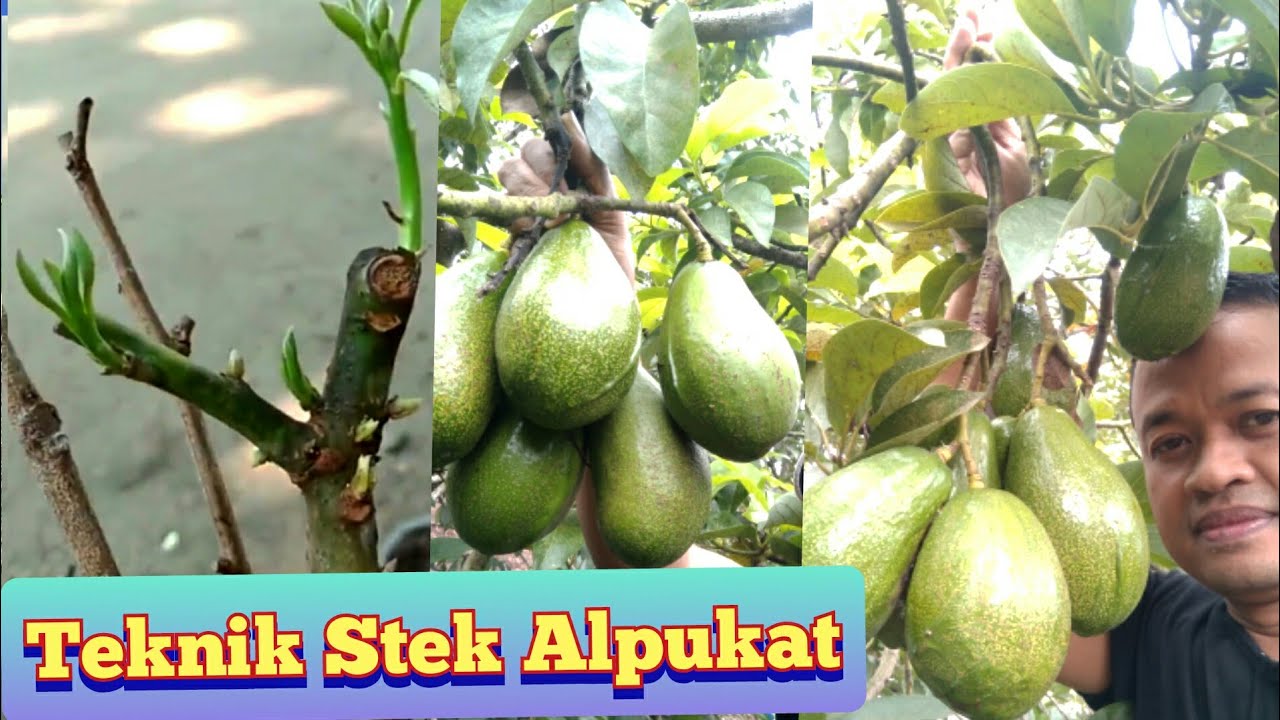 Cara Stek Batang Alpukat Paling Cepat Keluar Akar Dan Tunas