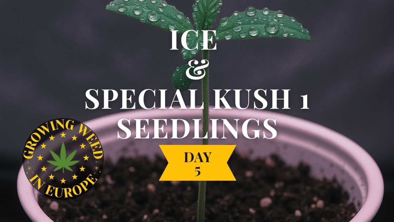 Day 5 for Ice & Special Kush 1 seedlings