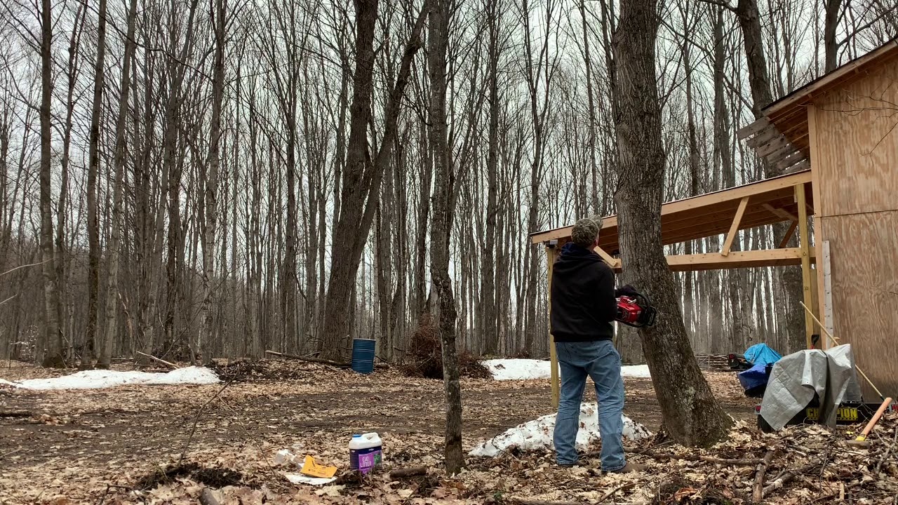Cutting down a large maple before it hits the barn - YouTube