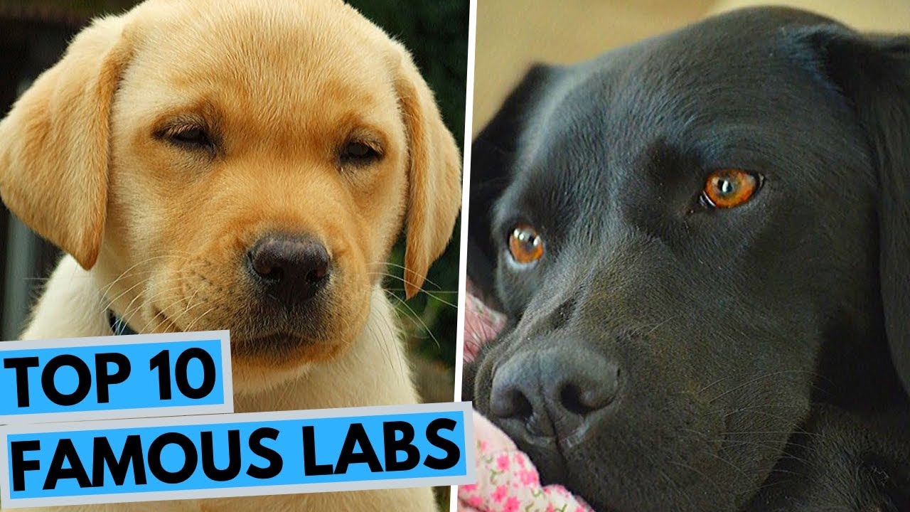 TOP 10 Famous Labrador Retrievers YouTube