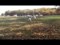 chasse lièvres avec meute de porcelaines