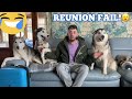 The Most WILD Husky & Dad Reunion You Will Ever See!!!! [HE WEE ALL OVER ME!!!]