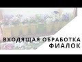 Входящая обработка фиалок от вредителей