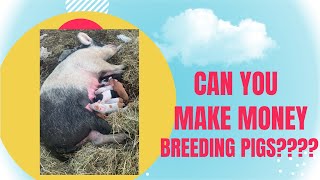 Can you make money breeding and selling feeder piglets?? ABSOLUTELY by The Frugal Farmstead 240 views 1 year ago 9 minutes, 8 seconds