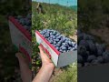 🫐 Pick Your Own Blueberries @ Triple B Farms 🫐