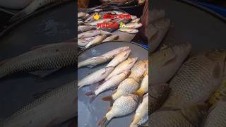 আজকের টাটকা শিং মাছ 🐟🔥 Fresh Shing Fish Selling in Village Market.