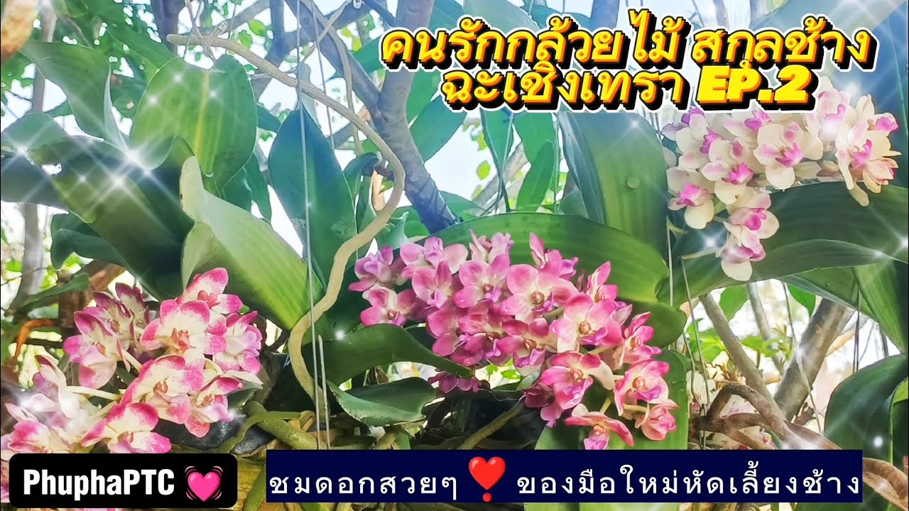 #กล้วยไม้สกุลช้าง #กล้วยไม้ช้าง #มือใหม่ #คนรักช้าง ช่อดอกต้นปี2566 #ฮอร์โมนไข่ #ฉะเชิงเทรา