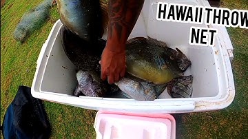 Hawaii throw net fishing/Hawaiian style fishing/big island