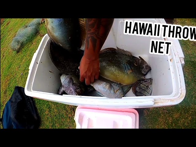 Hawaii throw net fishing/Hawaiian style fishing/big island 