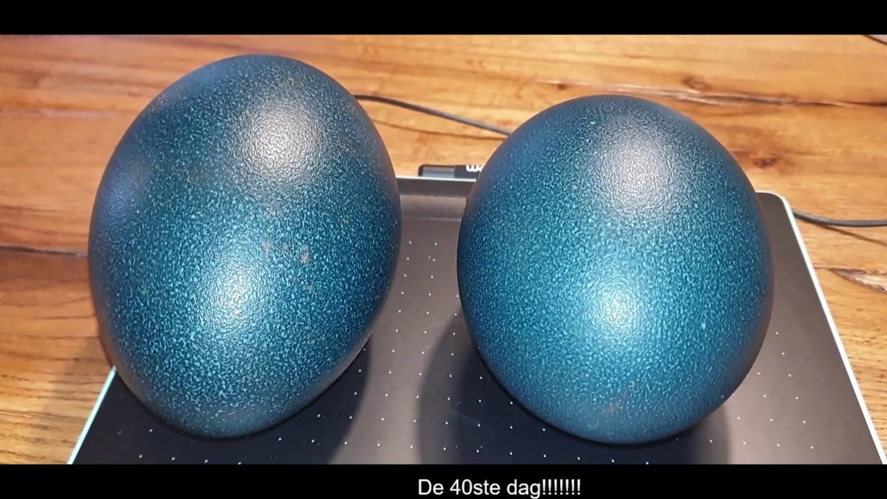 De daadwerkelijke Voorvoegsel balans Hatching Emu eggs, 3rd attempt/ Emoe eieren uitbroeden poging 3 - YouTube