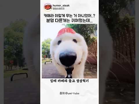 카메라 챌린지 이렇게 하는거 맞아? thumbnail