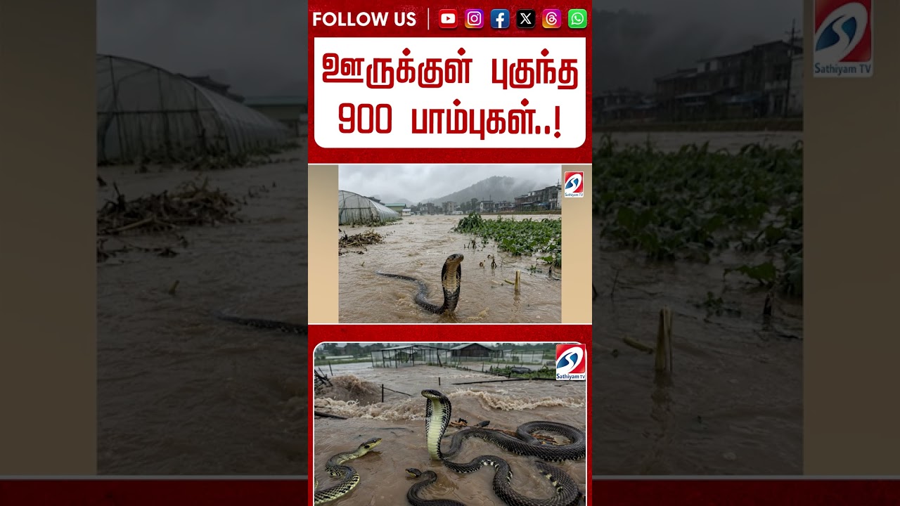 ஊருக்குள் புகுந்த 900 பாம்புகள்..! வெள்ளத்தில் படமெடுத்து வரும் திகில் காட்சிகள்