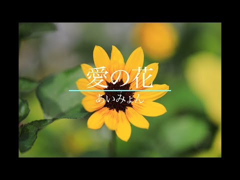 あいみょん「愛の花」（フルバージョン）　NHK連続テレビ小説（朝ドラ）「らんまん」主題歌＜ギター弾き語り＞