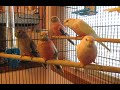 Male Bourke Parakeet Displays -- Recognize Their Sex