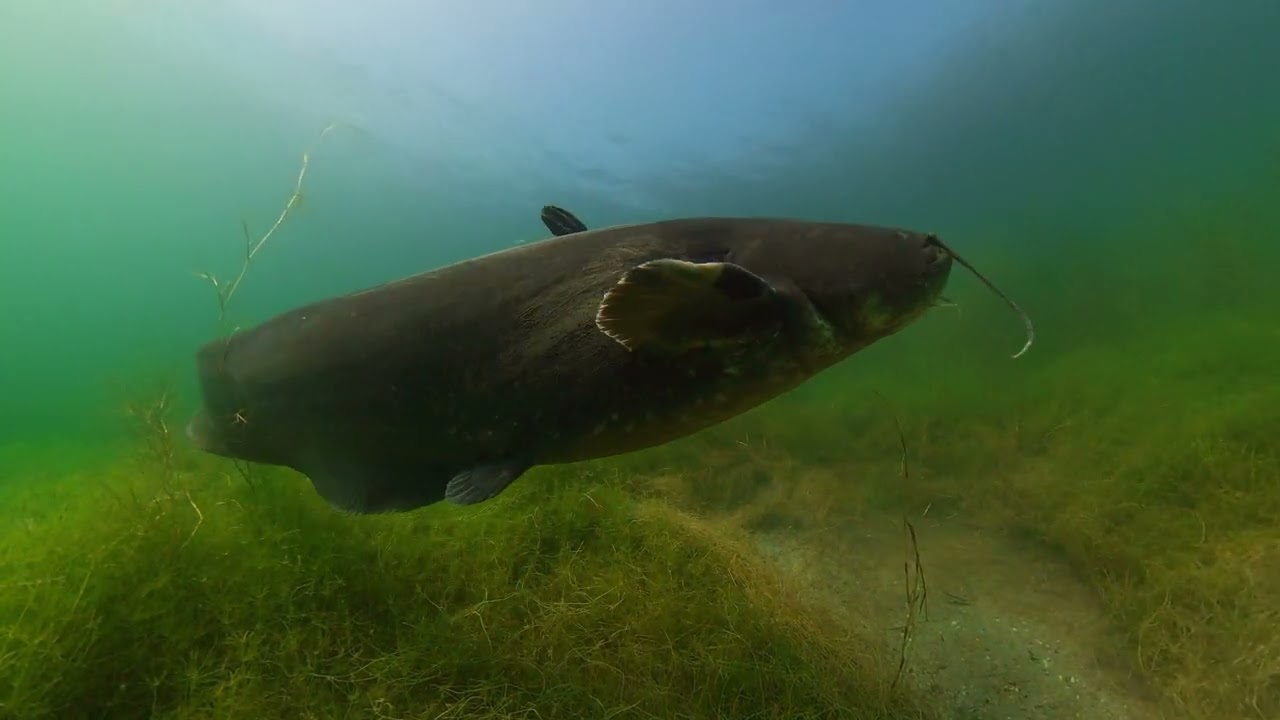 Gigantic wels catfish swims around his nest