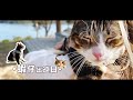 邊隻貓咁得意｜蝦仔HAJI・香港喵貓