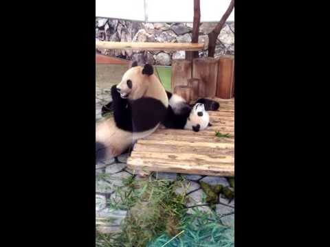 20130521 パンダ 親子 良浜と優浜 アドベンチャーワールド