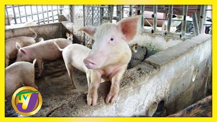 Jamaicans to Brace for Pork Price Increase | TVJ News