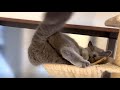 デブリ過ぎで猫カゴに収まらない猫さん