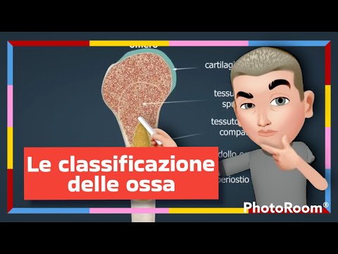 La classificazione delle ossa