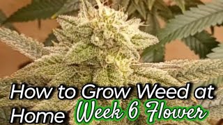 How to Grow Weed Indoor Garden #cannabisgrowers #medicalgrow #loud #diy #easy #homegarden #seed