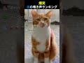 爆笑 猫の鳴き声ランキングTOP5