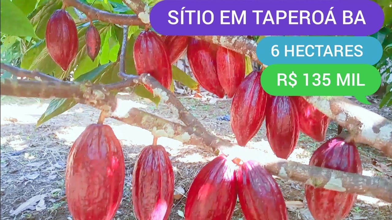 SÍTIO COM 6 HECTARES EM TAPEROÁ BA CÓDIGO: 0180 ZAP 73981663547