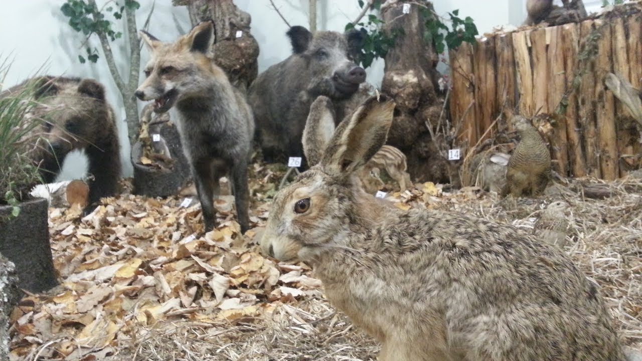 SBTV - DNEVNIK - OTVOREN LOVAČKI MUZEJ U SLAVONSKOM BRODU - 08.11.2018.