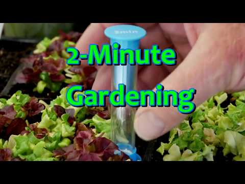 2-Minute Gardening - Determinate and Indeterminate Tomatoes