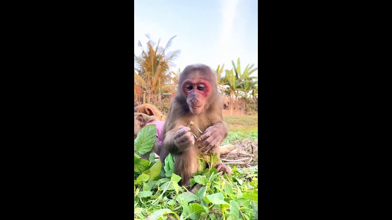Monkey playing with friends very happy 