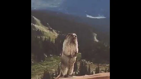 Прикол суслик орет! :))))))))))