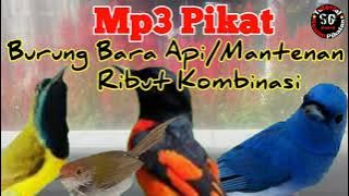 Suara Pikat Burung Bara Api,Mantenan Ribut Kombinasi