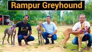 Rampur Greyhound | The Royal Indian Dog | Most Amazing fastest running dog in India