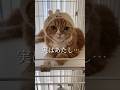 言ってなかった事があるんだ🐱【スコティッシュフォールド】#猫動画#被り物 #ちいかわ #cat #shorts