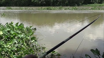 câu cá,trúng đậm ổ cá sông ở đám lục bình lên cá sướng tay