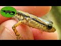 Super Cute Salamander!