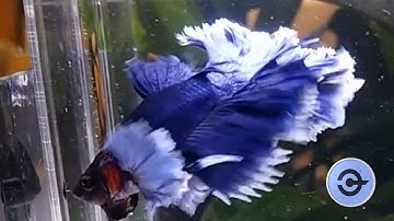 TOP 5 cá BETTA ĐẸP NHẤT THẾ GIỚI 🌏 - Top 5 Most beautiful Betta Fish in the world