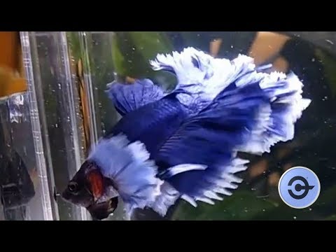 Video TOP 5 cá BETTA ĐẸP NHẤT THẾ GIỚI ???? - Top 5 Most... - youtube