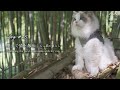 【田舎の日常】猫と里山をさんぽ｜たけのこ料理【ラグドール猫の暮らし #25】