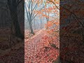 mist and autumn #friesland #1million #nature #youtubeshorts  #1k #nature #forest #morning #autumn
