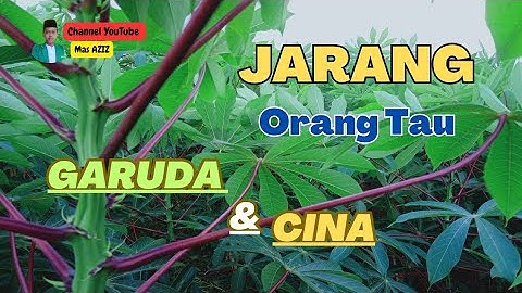 Cara Membedakan Singkong Cina Dan Singkong Garuda