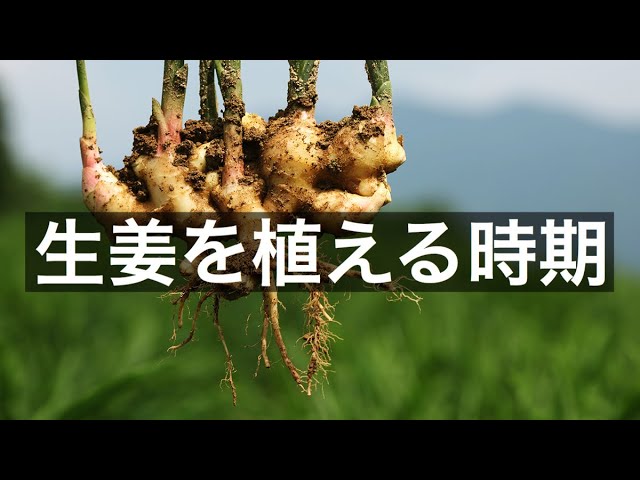 生姜を植える時期は 遅く植えても大丈夫 生姜の育て方マニアックな質問に答えてみた Youtube